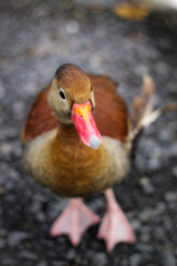 pato silvestre