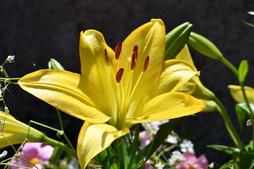 Lili, exótica flor amarilla mexicana rica en polen.