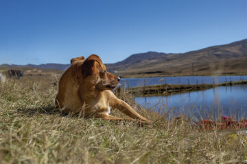 A dog. Brown color, lying in the meadow, calm and relaxed looking to rest by a lake.