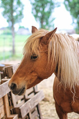 Naklejka premium Portrait of blond horse. Beautiful horses in a corral of an Italian farm.