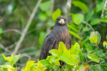 The Great black hawk (Buteogallus urubitinga)
