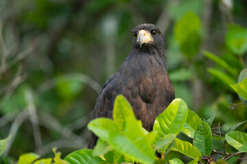 The Great black hawk (Buteogallus urubitinga)
