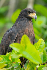 The Great black hawk (Buteogallus urubitinga)