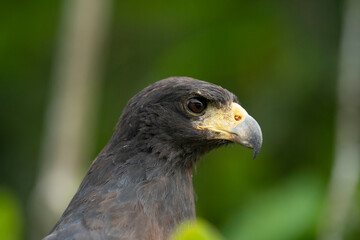 The Great black hawk (Buteogallus urubitinga)