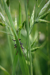 Cute black and red insect climbs a plant.
Closeup of garden animals. Insect life and nature.