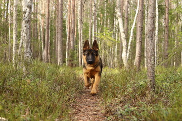 german shepherd puppy