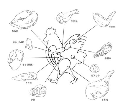 鶏肉の部位説明ー手描きのイラスト