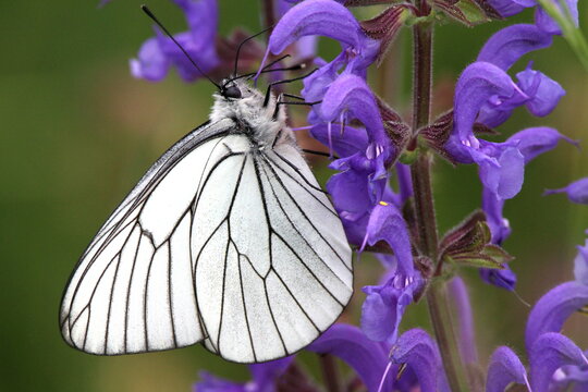 papillon gaz&eacute; sur fleur violette