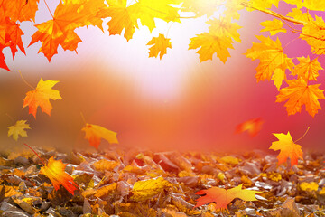 Autumn natural background with maple leaves. Beautiful red and yellow landscape.
