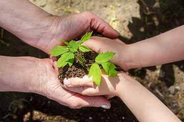 The child and the grandmother plant sheep in the garden. Selective focus.