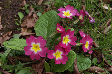 Purple-violet primrose. Spring flowers. Wild primrose growing in the meadow