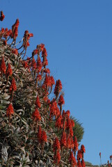 Aloe arborescens