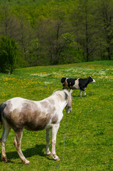 white mare with chestnut foliage in the mountains of a beautiful sunny day