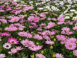 Fototapeta premium Blooming field full of colorful marguerites 