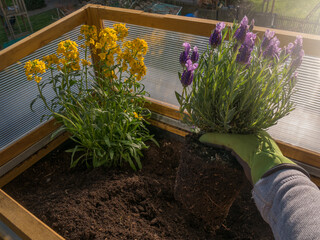 Planting lavender to attract bees on the balcony