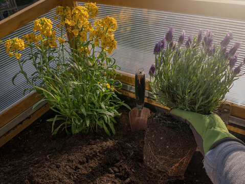 Planting Lavender On The Balcony Raised Flowerbed