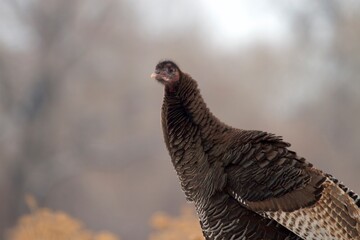 Turkey hen in shallow depth of field