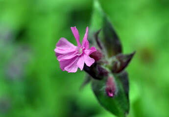 Blüte einer roten Lichtnelke