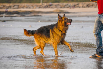 Aggressive and young German shepherd dog playing on beach with owner | Curious Happy Young German shepherd dog playing with owner or Trainer on beach in Mumbai 