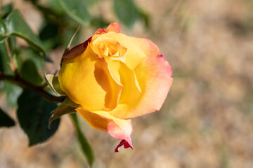 orange rose bud