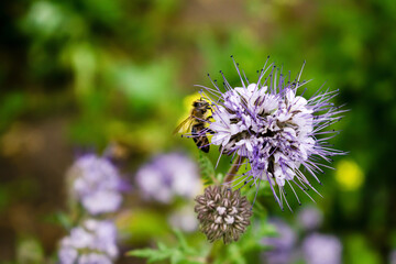 close up of bee bumblebee on violet flower plant in meadow, field. macro nature banner in summer in spring of honeybee with copy space. wildlife postcard