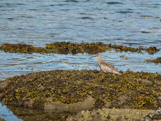 Whimbrel on the rocks with the sea in the background