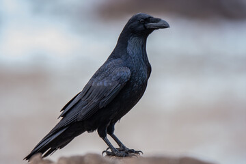 The Northern Raven (Corvus corax) is perched on the rock in its natural environment.