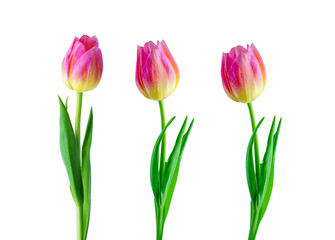 Pink tulip flower isolated on white background