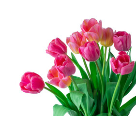 Pink tulip on white background.