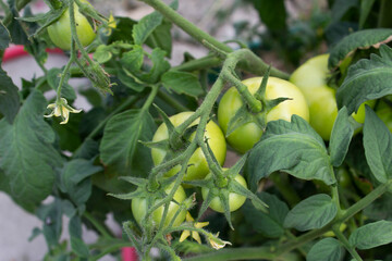 green tomatoes on the vine into home garden