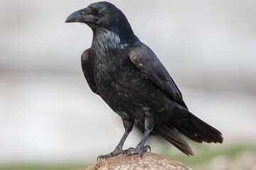 The Northern Raven (Corvus corax) is perched on the rock in its natural environment.