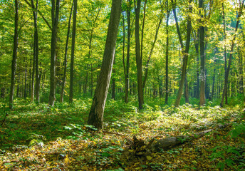 beautiful green forest in spring