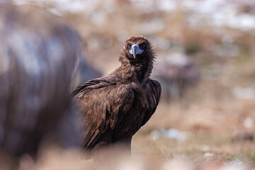 Cinereous Vulture, (Aegypius monachus) in its natural habitat. Wildlife.