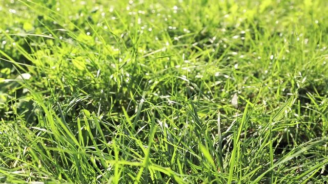 Close up of the fluffy green grass in the garden. Slow motion, shallow depth of field. Nature background