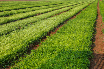 Fototapeta na wymiar Green parsley field after harvest.
