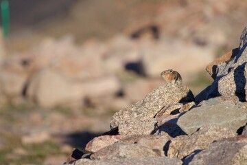 Pika perched on a rock in the Rocky mountains