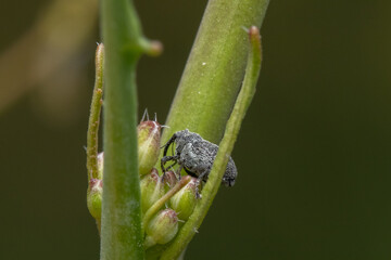 Closeup shot of a true weevil perched on a green plant