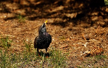 The common starling or European starling (Sturnus vulgaris) in the park