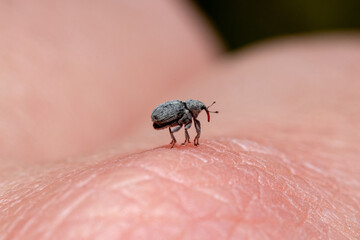 Closeup shot of a tiny weevil standing on the skin