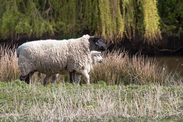 sheep and lambs