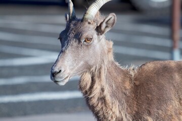 close up portrait of abighorn ewe in a parking lot at the top of Mount Evans in Colorado