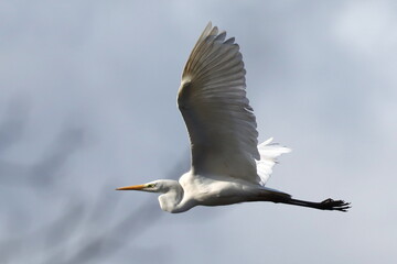 vol de grande aigrette en hiver