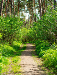 Path in green forest background