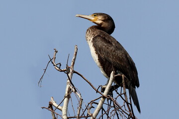 grand cormoran perché sur un boulot