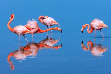 Gardinen American flamingo - Galapagos Islands © mrallen