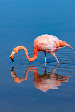  American flamingo - Galapagos Islands