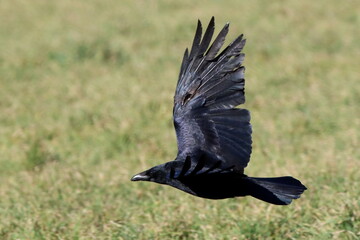 corneille noire en vol