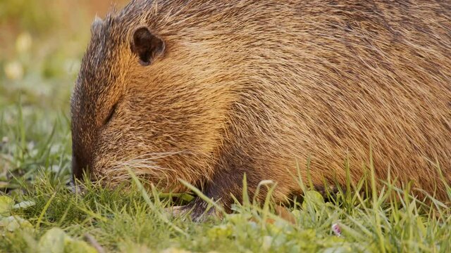 Several animals of the invasive species nutria eat grass with their paws on the bank of a lake in Salzgitter, Germany. One of these cute animals scratches itself in slow motion.