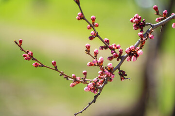 flowering tree in spring in the garden