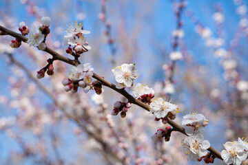 flowering tree in spring in the garden